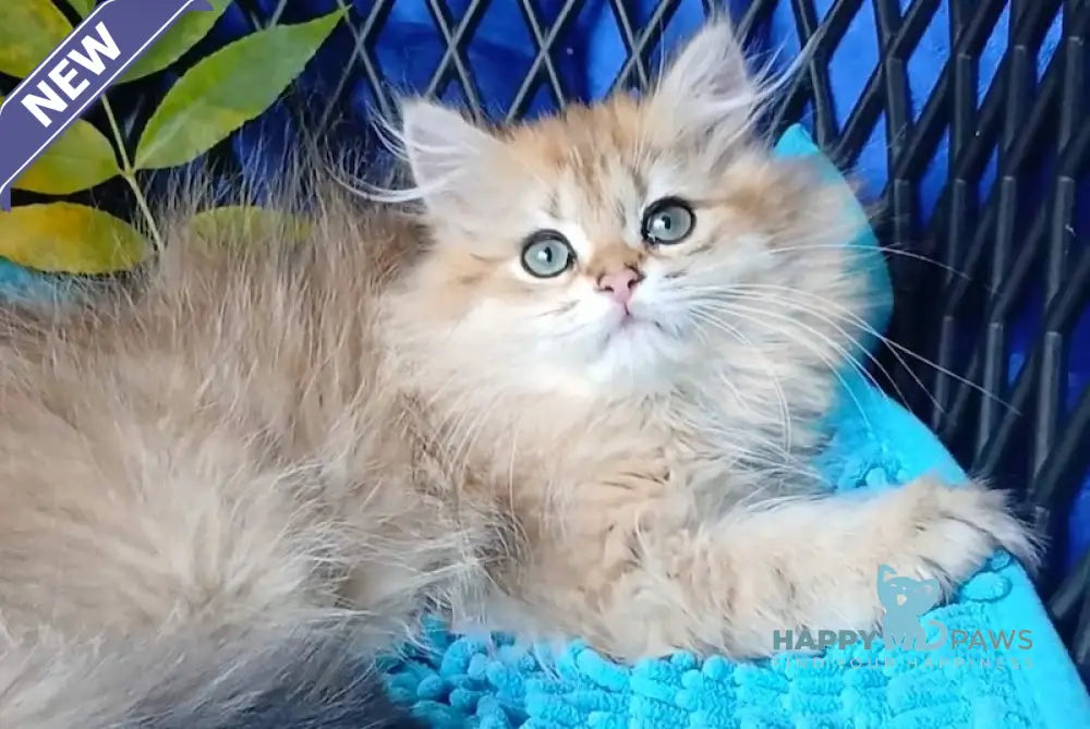 Luisa British Longhair female black golden ticked tabby live animals