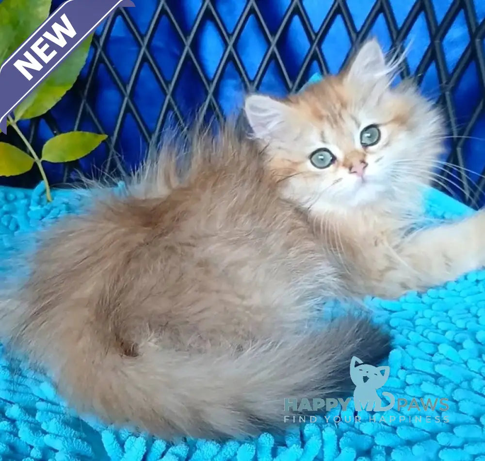 Luisa British Longhair female black golden ticked tabby live animals