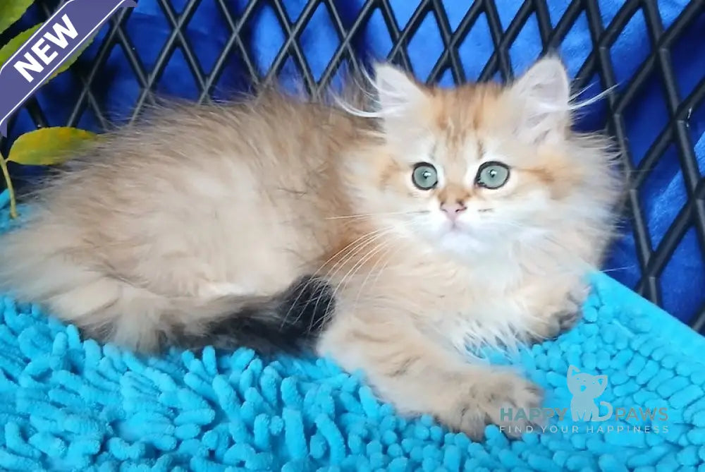 Luisa British Longhair female black golden ticked tabby live animals