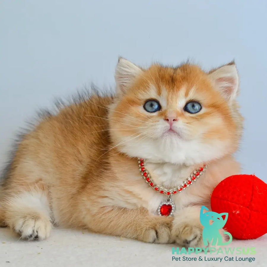 Luisa British Shorthair female black golden shaded - live animals
