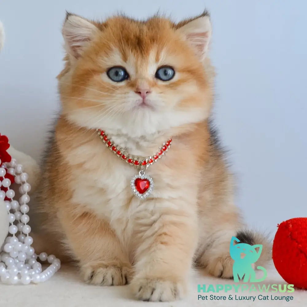 Luisa British Shorthair female black golden shaded - live animals