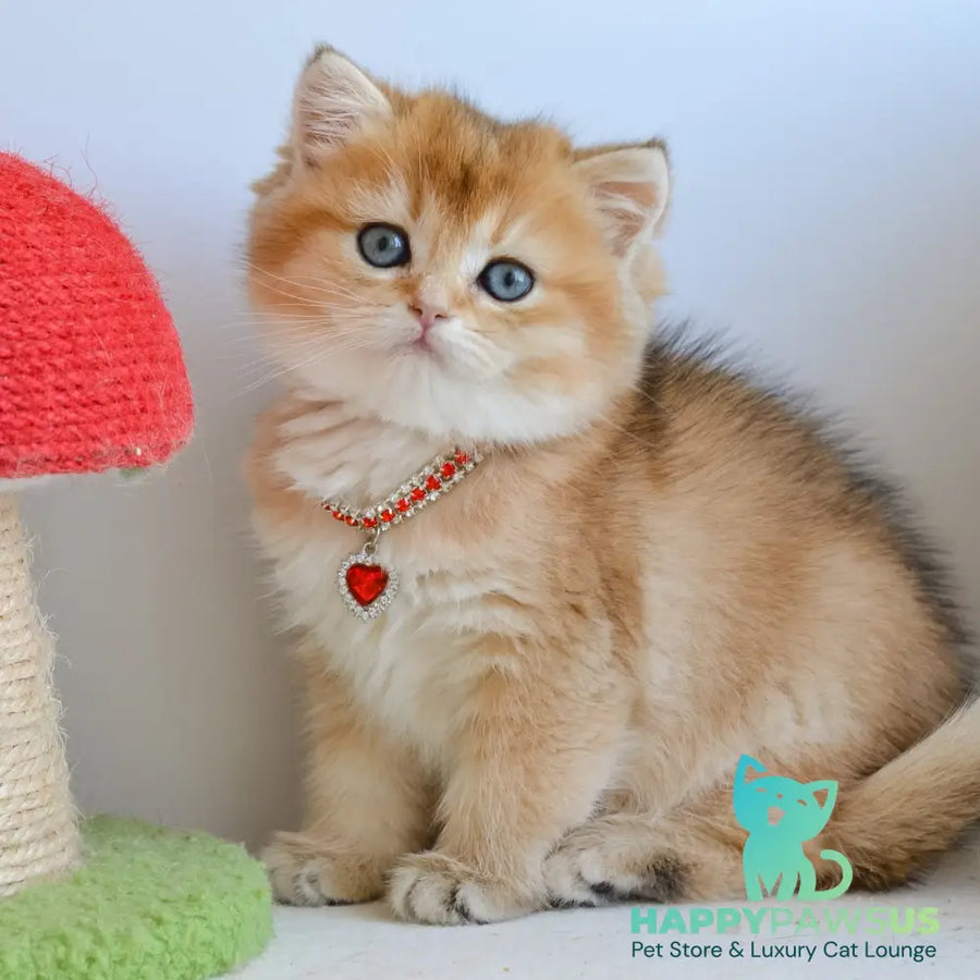 Luisa British Shorthair female black golden shaded - live animals