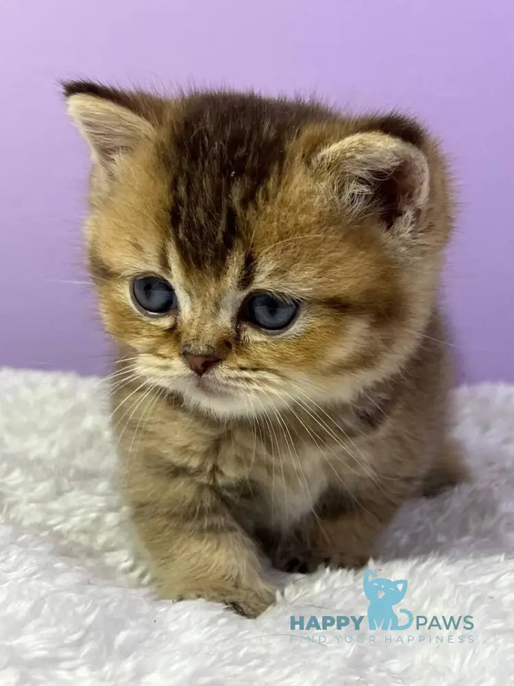 Luiz Munchkin male chocolate ticked tabby live animals