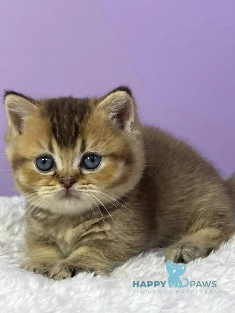 Luiz Munchkin male chocolate ticked tabby live animals