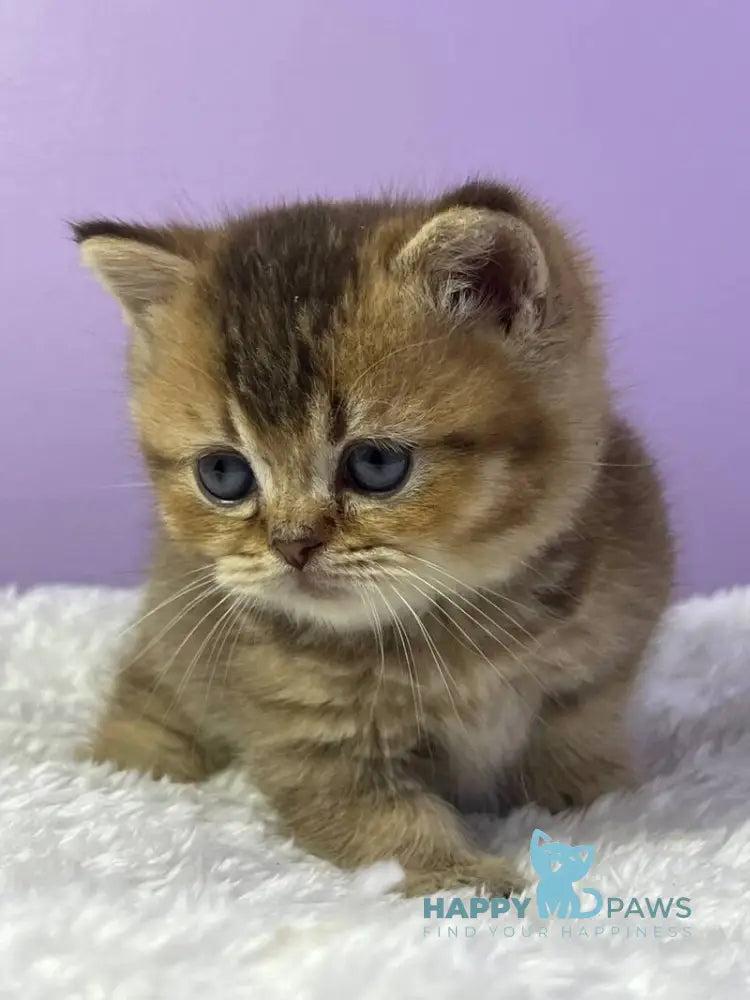 Luiz Munchkin male chocolate ticked tabby live animals