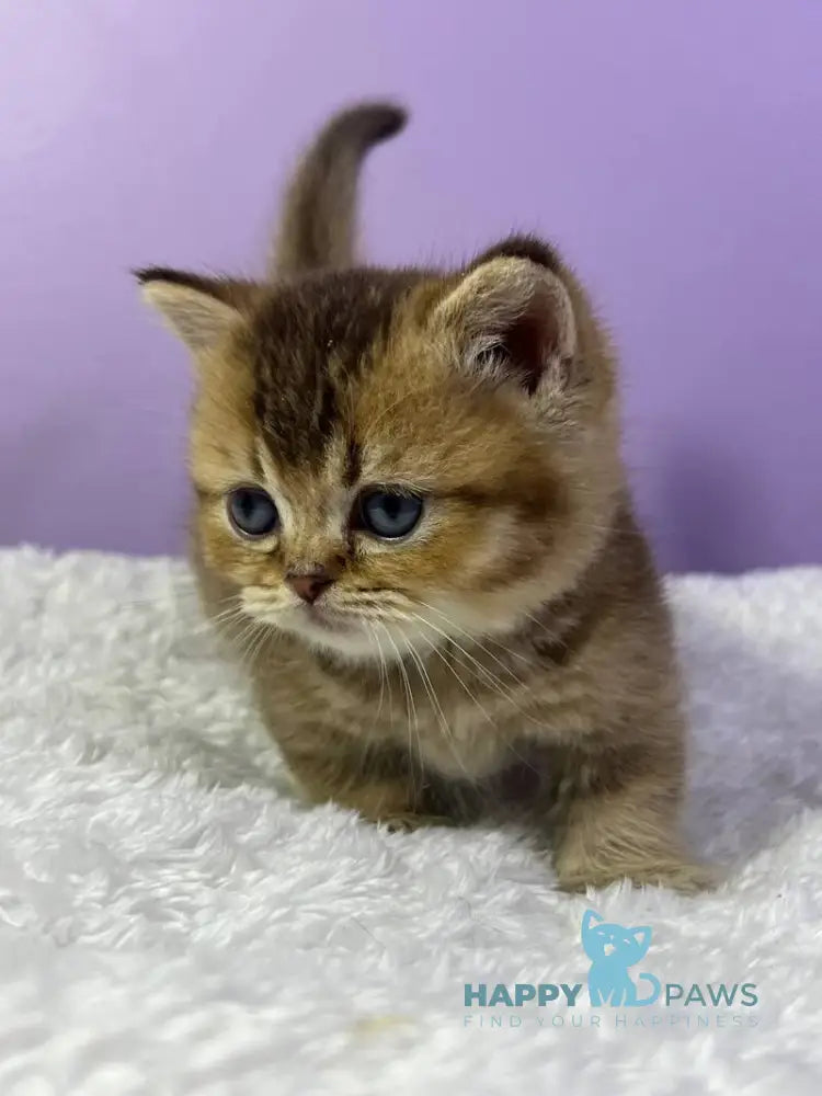 Luiz Munchkin male chocolate ticked tabby live animals