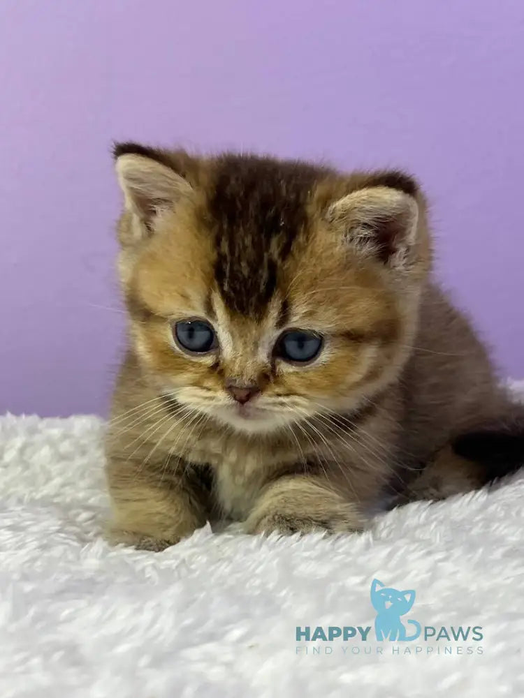 Luiz Munchkin male chocolate ticked tabby live animals