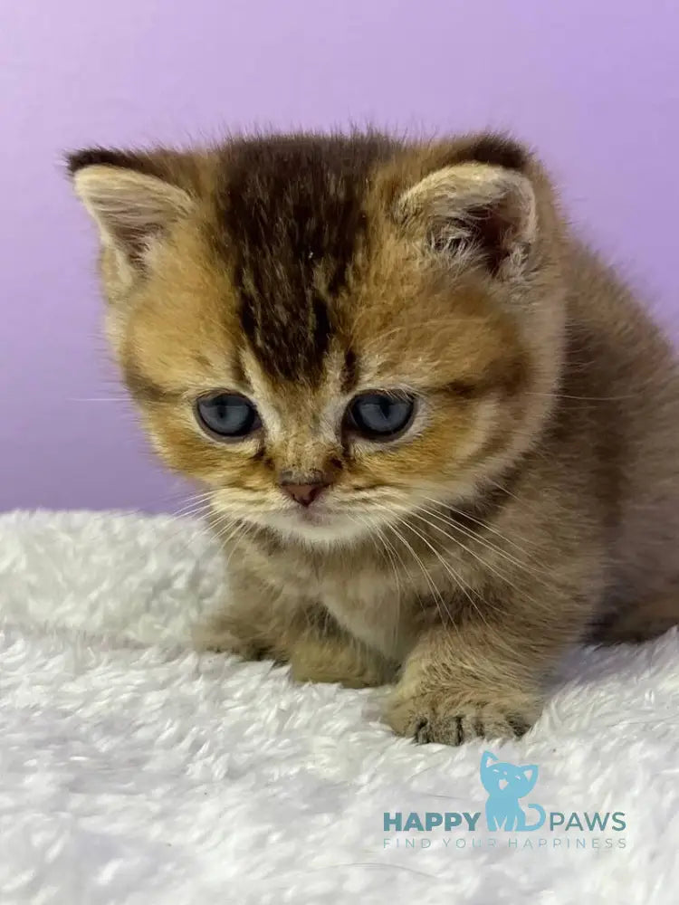 Luiz Munchkin male chocolate ticked tabby live animals