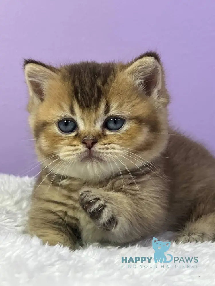 Luiz Munchkin male chocolate ticked tabby live animals