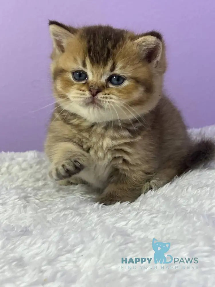 Luiz Munchkin male chocolate ticked tabby live animals