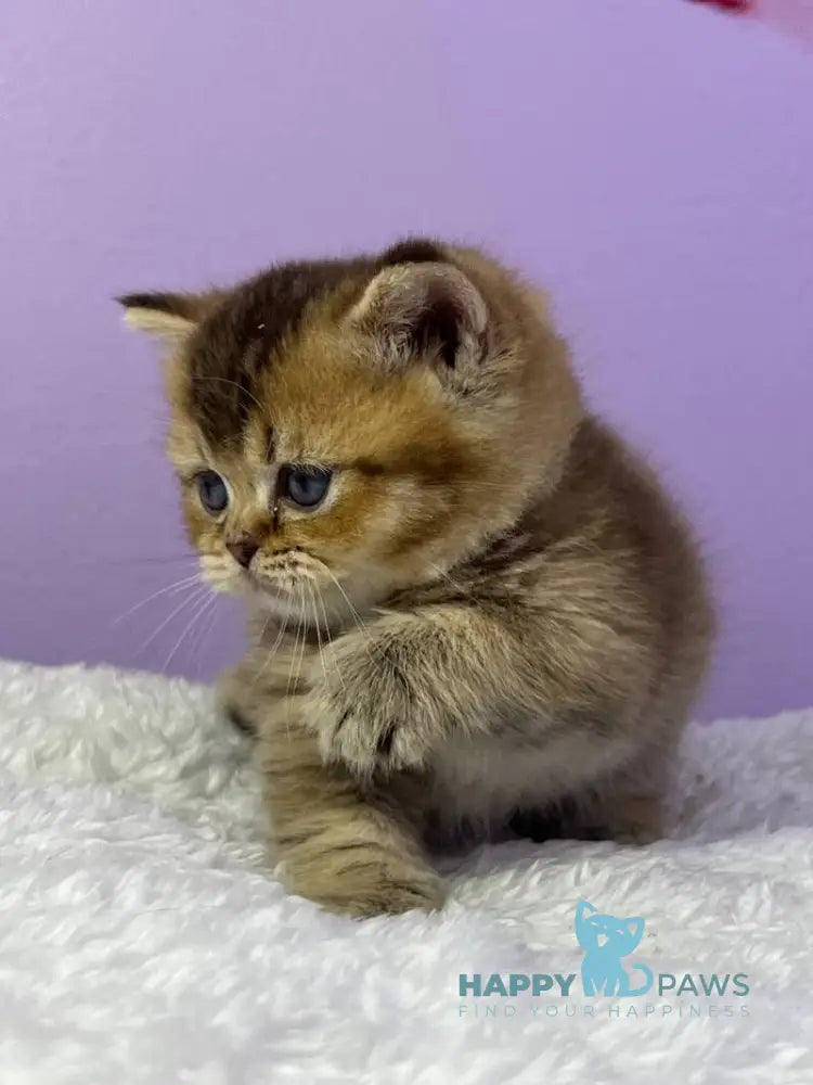 Luiz Munchkin male chocolate ticked tabby live animals