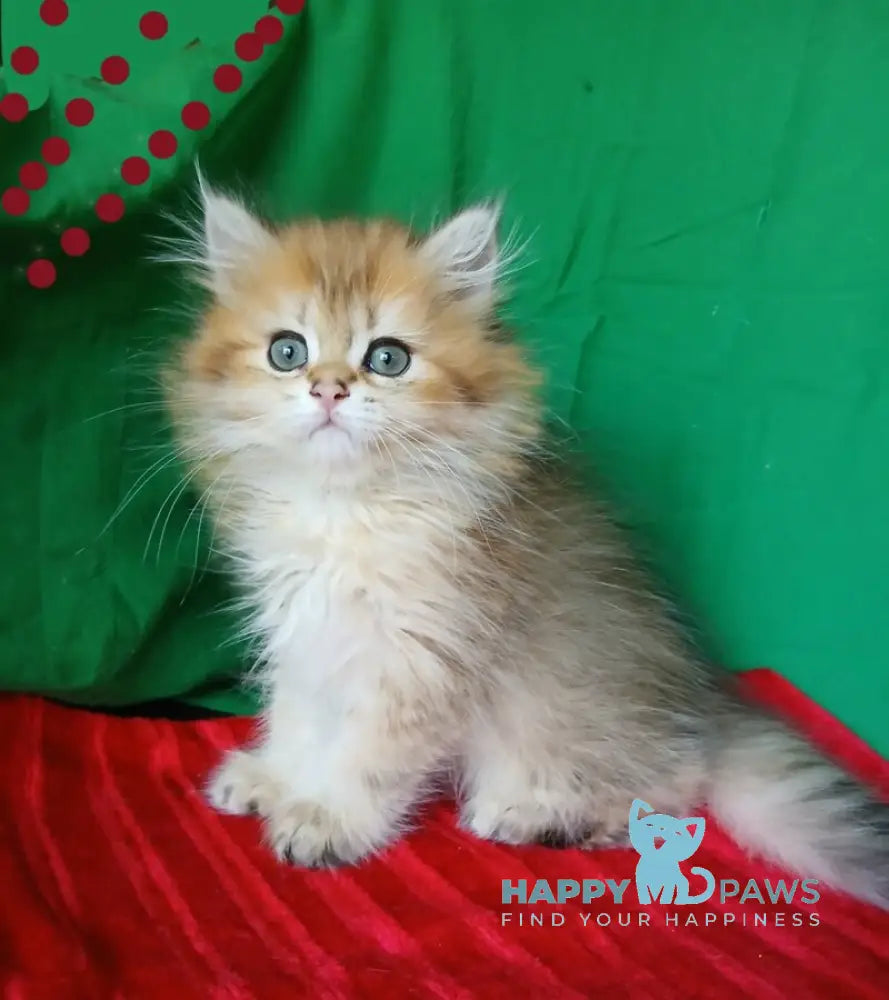 Luiza British Longhair female black golden shaded live animals