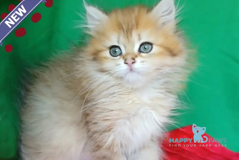 Luiza British Longhair female black golden shaded live animals