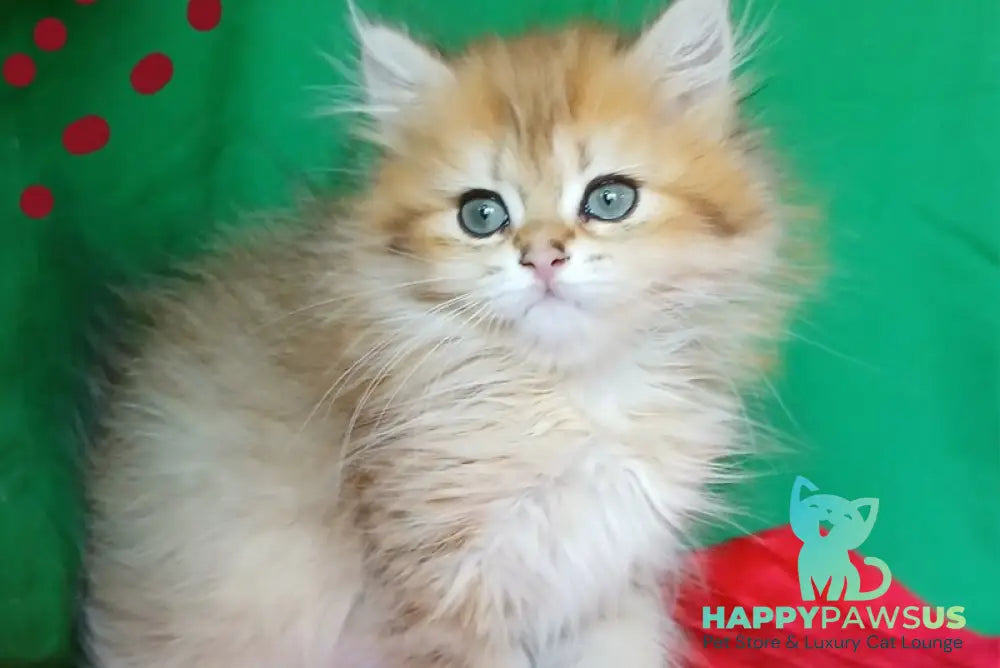 Luiza British Longhair female black golden shaded live animals