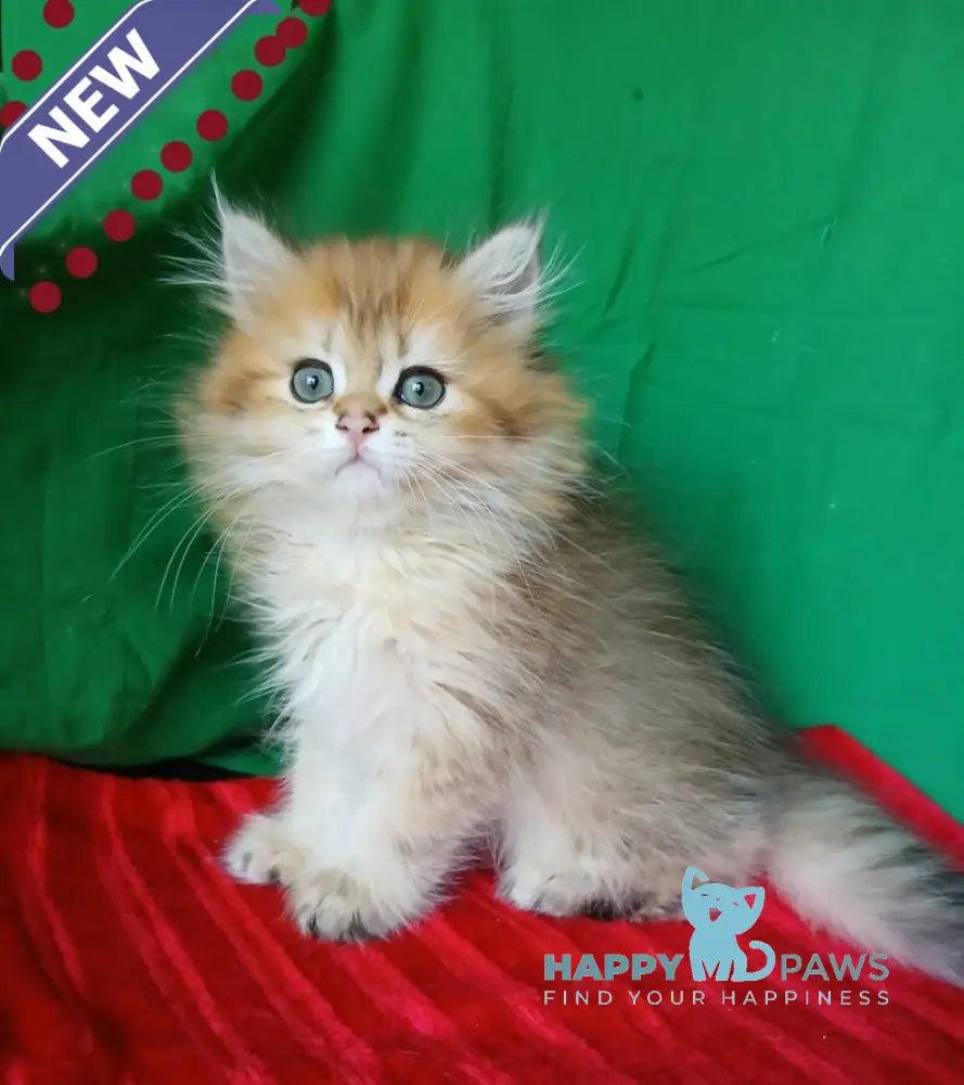 Luiza British Longhair female black golden shaded live animals