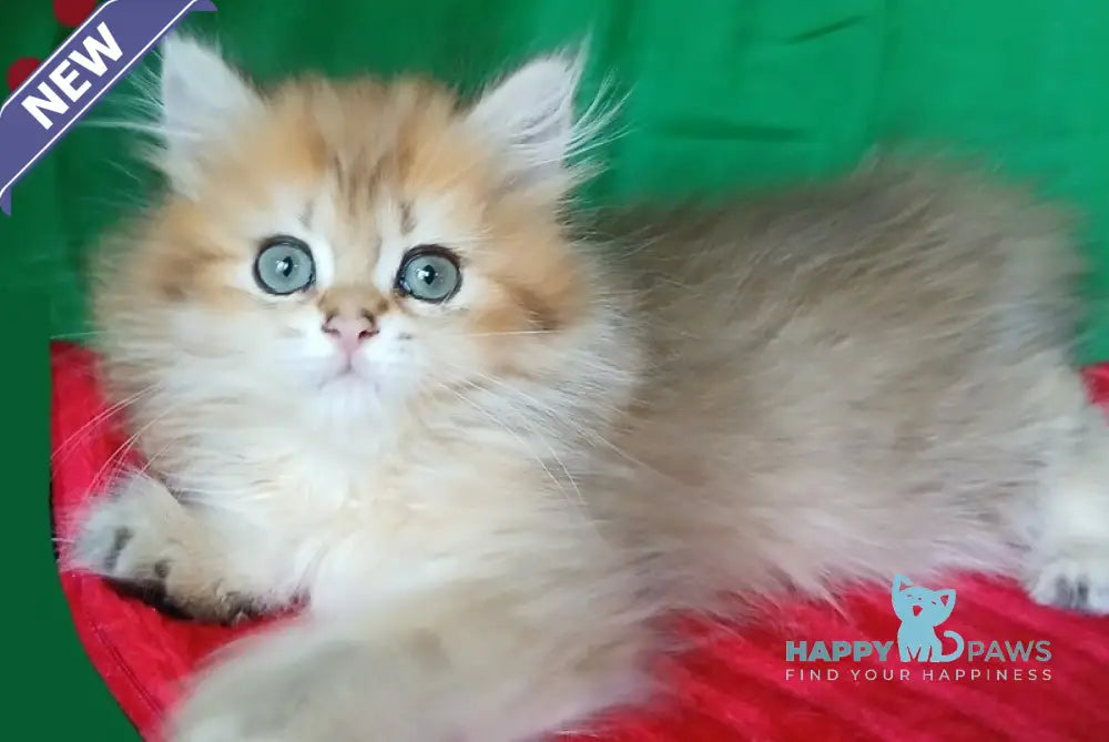 Luiza British Longhair female black golden shaded live animals