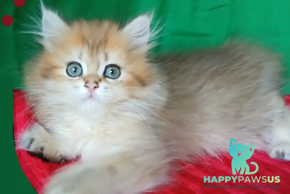 Luiza British Longhair female black golden shaded live animals