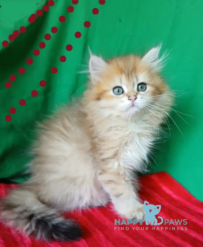 Luiza British Longhair female black golden shaded live animals