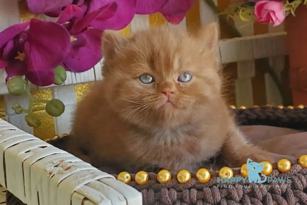 Luiza British Shorthair female cinnamon live animals