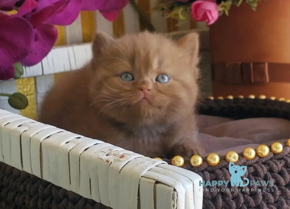Luiza British Shorthair female cinnamon live animals