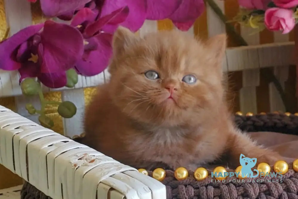 Luiza British Shorthair female cinnamon live animals