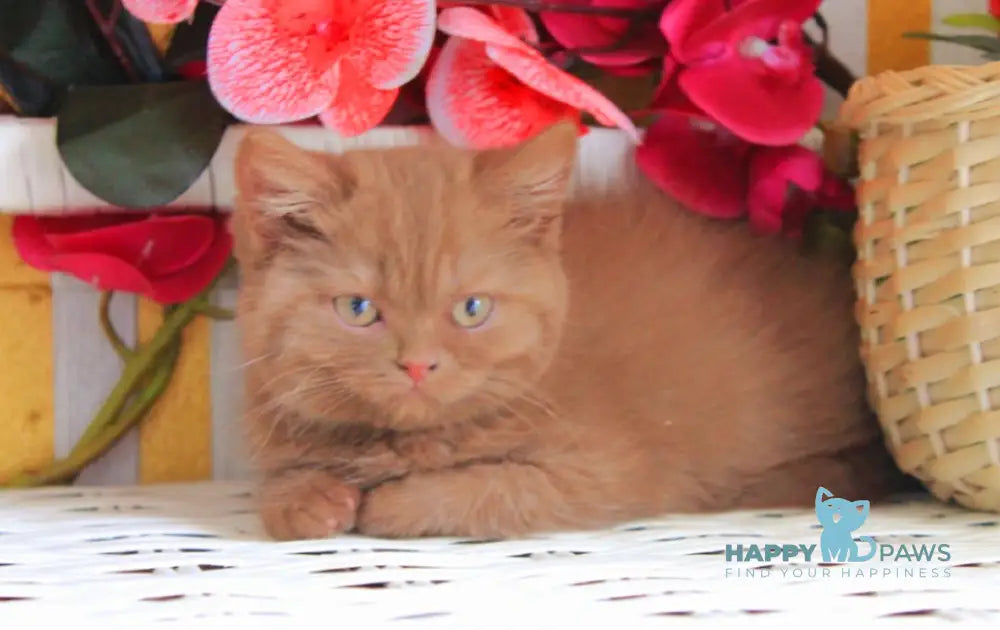 Luiza British Shorthair female cinnamon live animals
