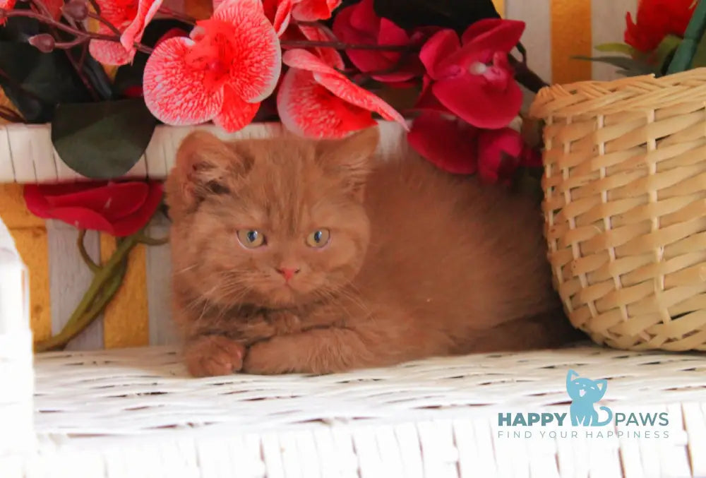 Luiza British Shorthair female cinnamon live animals