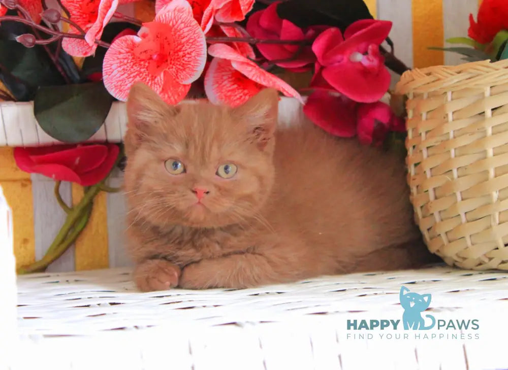 Luiza British Shorthair female cinnamon live animals