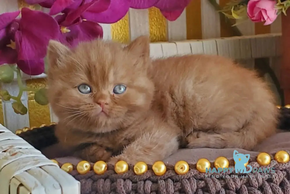 Luiza British Shorthair female cinnamon live animals