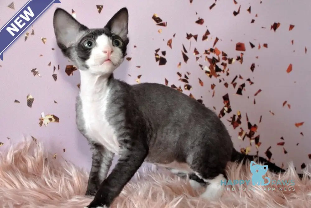 Luka Devon Rex male black bicolour live animals