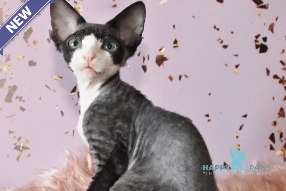 Luka Devon Rex male black bicolour live animals