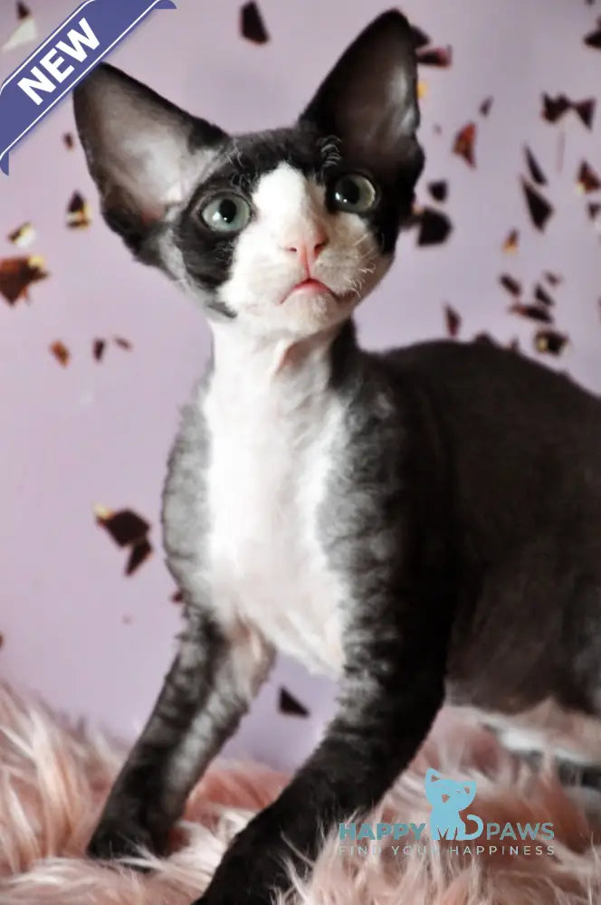 Luka Devon Rex male black bicolour live animals
