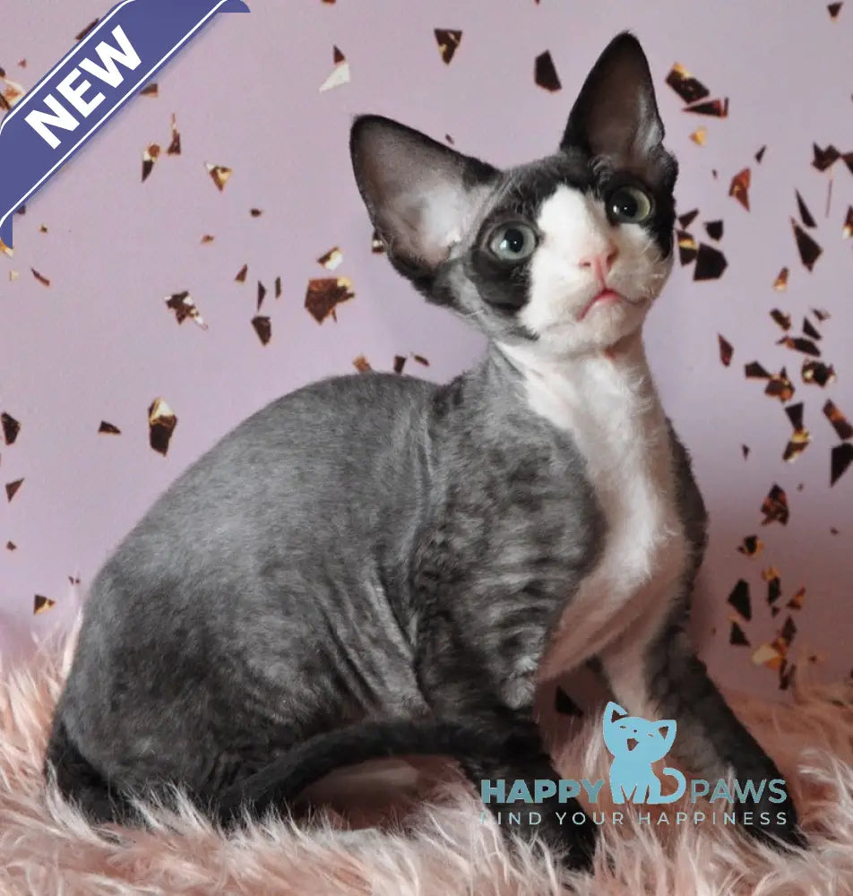Luka Devon Rex male black bicolour live animals
