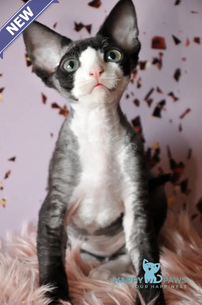 Luka Devon Rex male black bicolour live animals