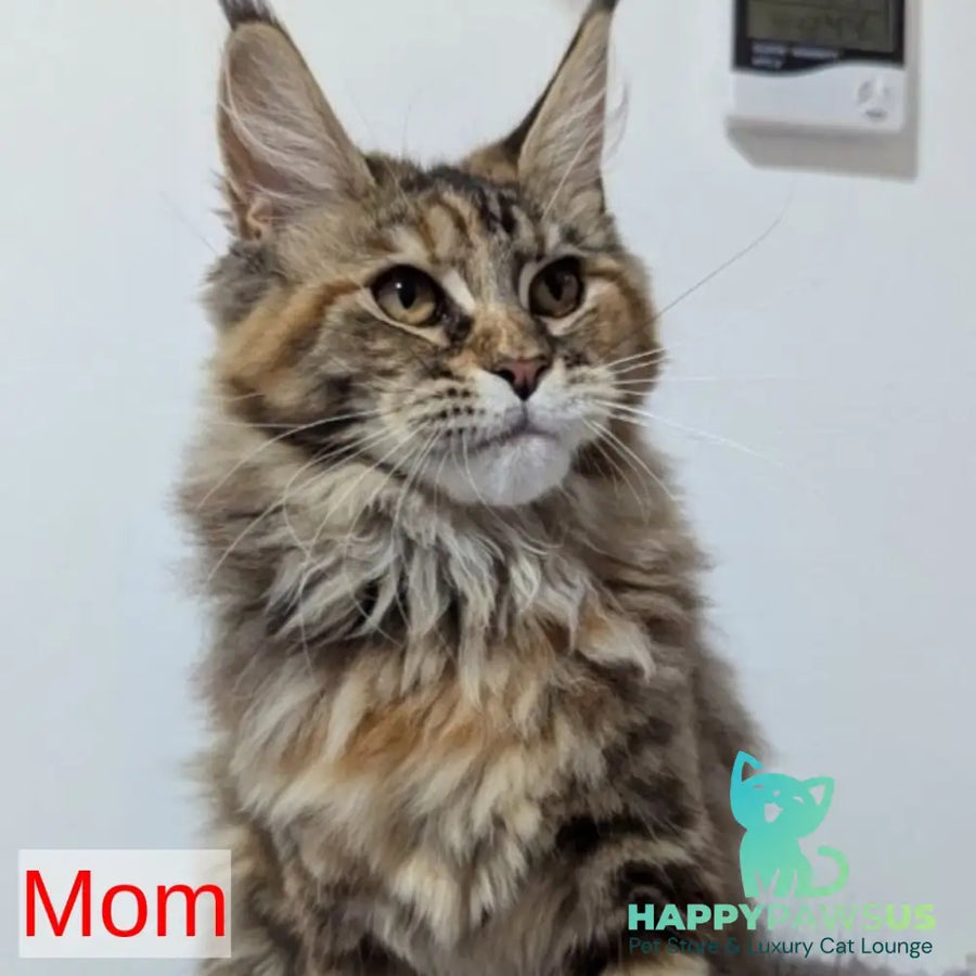 Luka Maine Coon male black silver - live animals