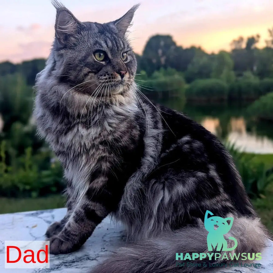 Luka Maine Coon male black silver - live animals