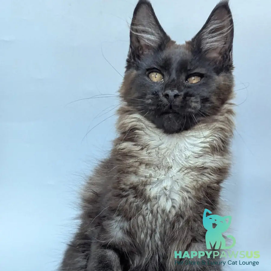 Luka Maine Coon male black silver - live animals