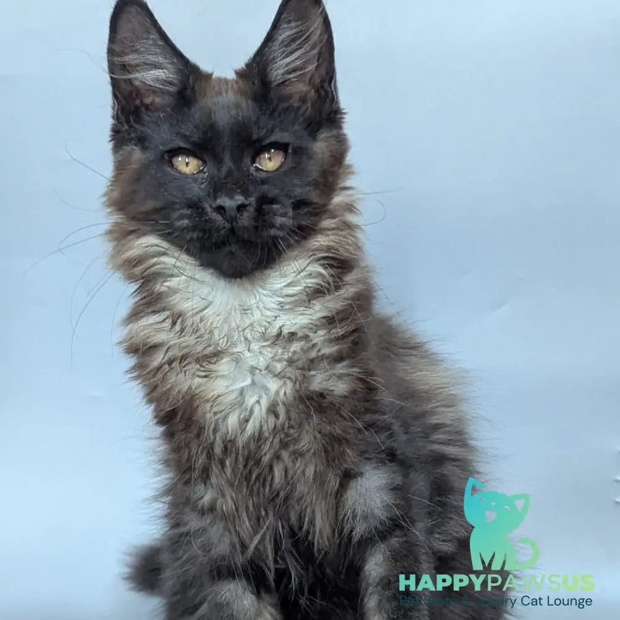 Luka Maine Coon male black silver - live animals