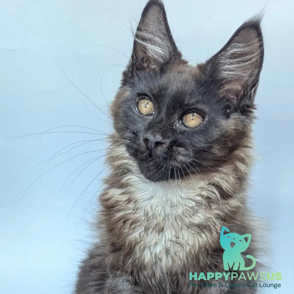 Luka Maine Coon male black silver - live animals