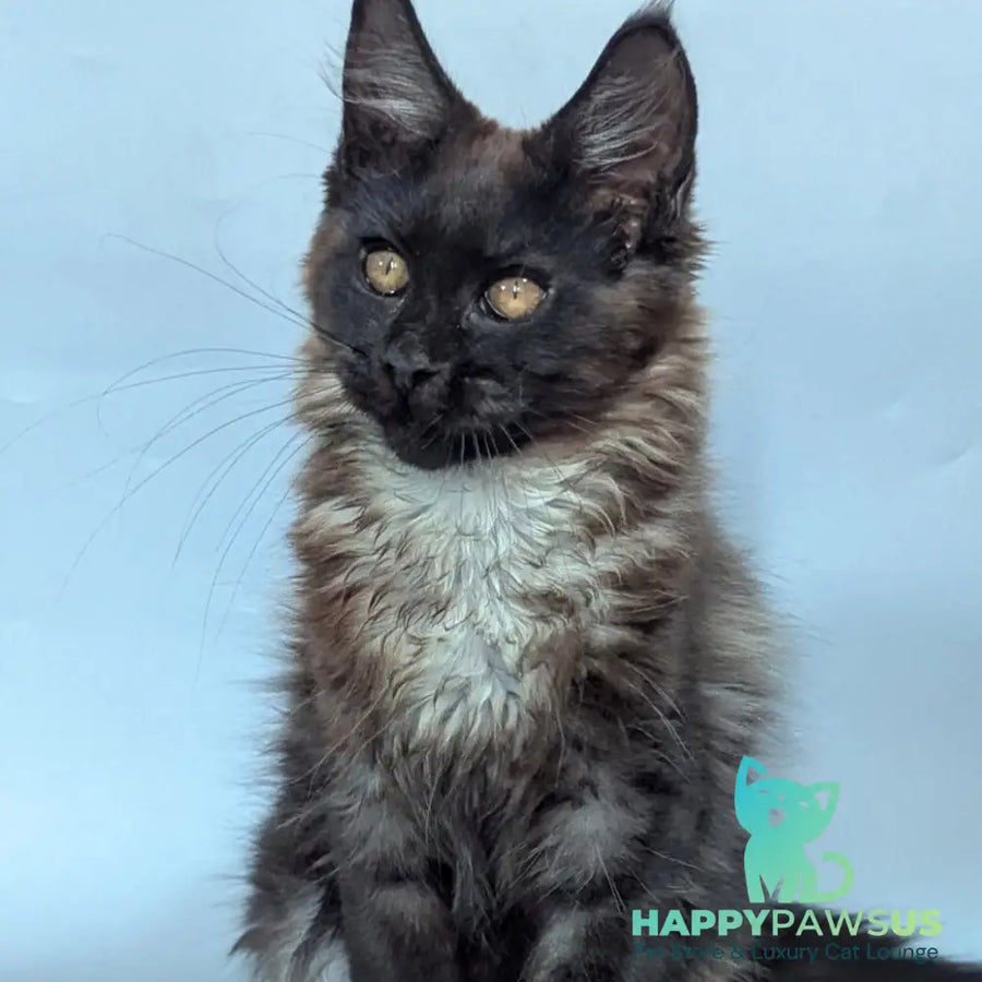 Luka Maine Coon male black silver - live animals