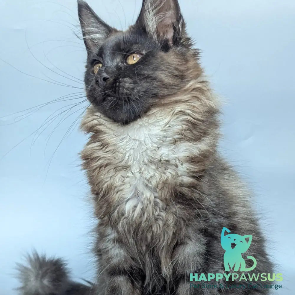 Luka Maine Coon male black silver - live animals