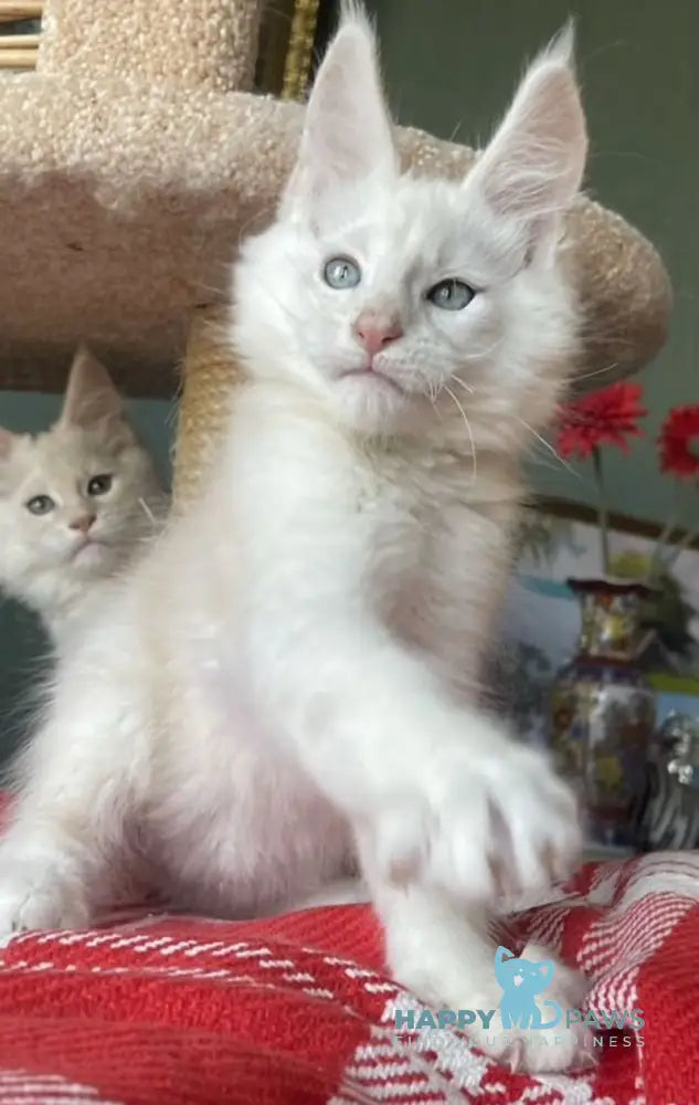Luka Maine Coon male cream silver shaded live animals