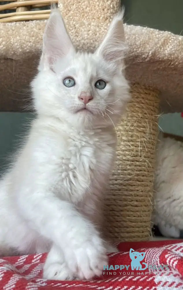 Luka Maine Coon male cream silver shaded live animals