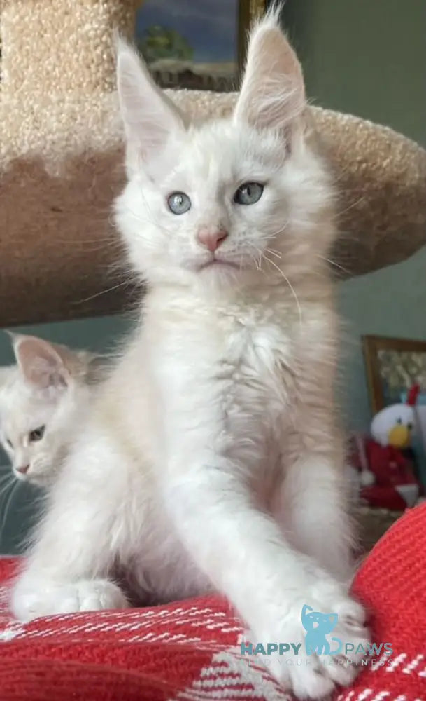 Luka Maine Coon male cream silver shaded live animals