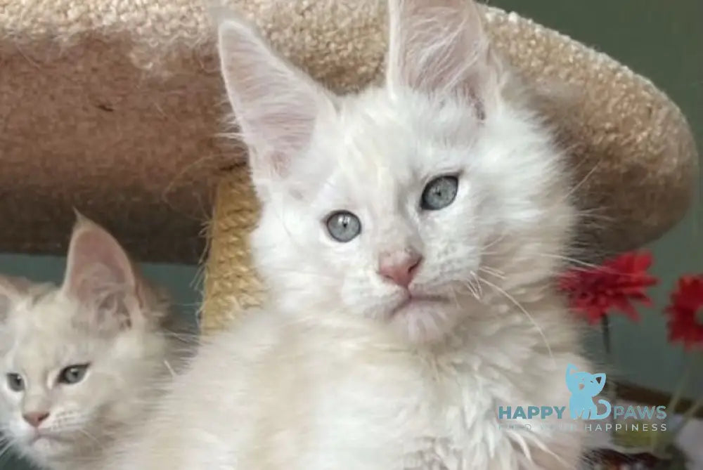 Luka Maine Coon male cream silver shaded live animals