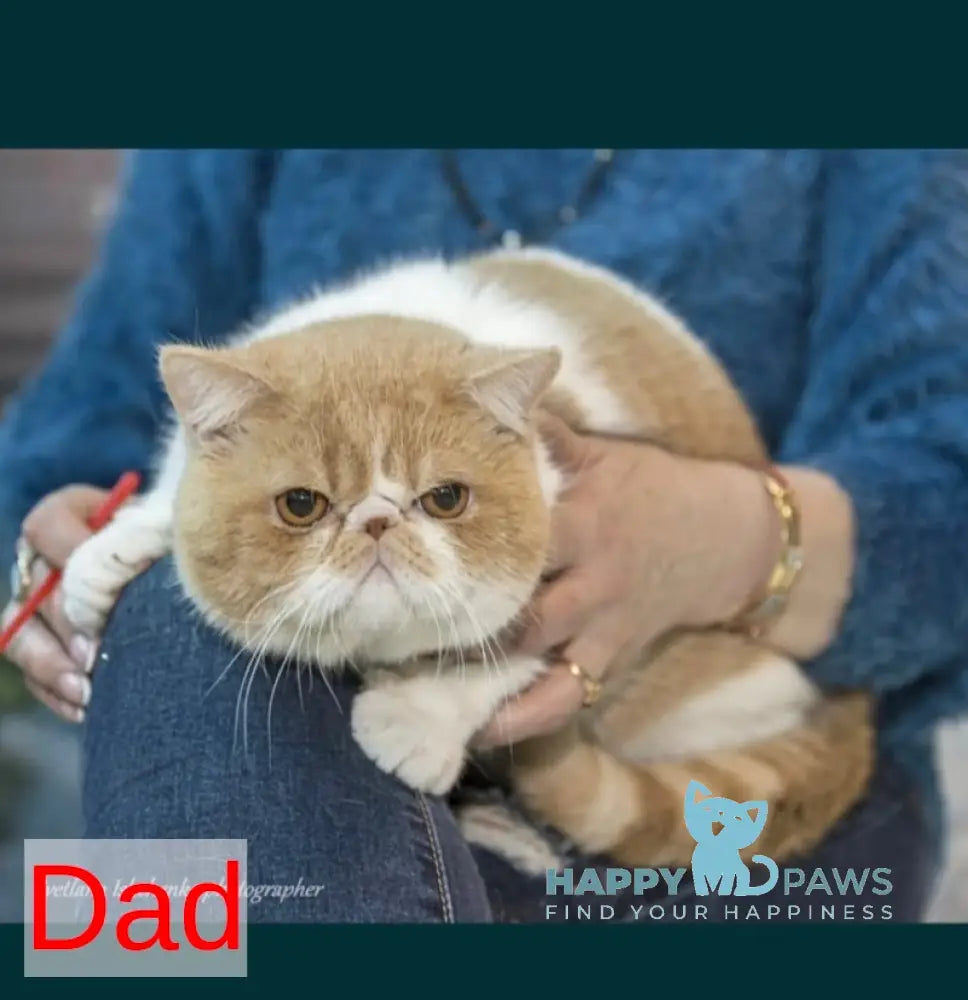 Luka Persian male white live animals