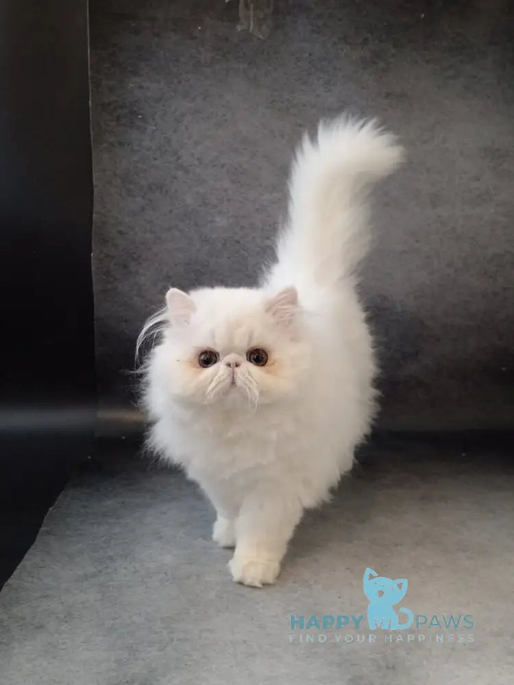 Luka Persian male white live animals