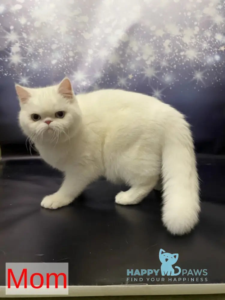 Luka Persian male white live animals
