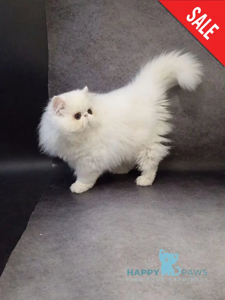 Luka Persian male white live animals