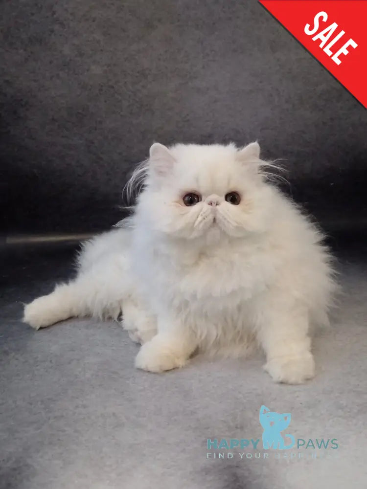Luka Persian male white live animals